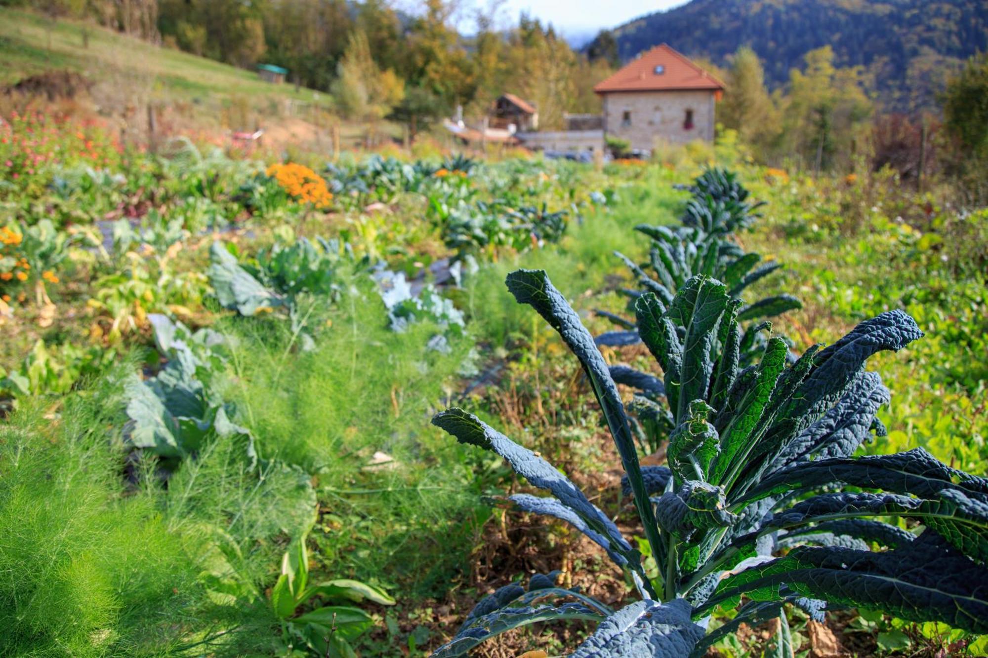 Agriturismo Fattoria Ortoalpino Trichiana Bagian luar foto